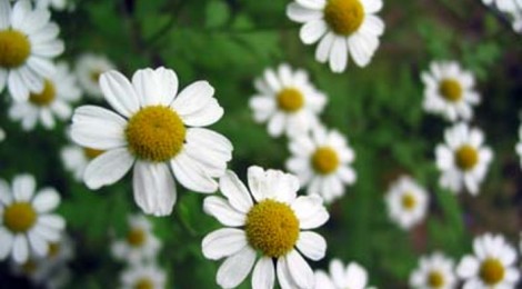 chamomile